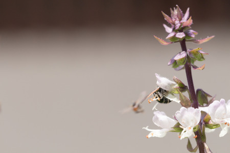 honey bee collects Basil flower nectarの写真素材