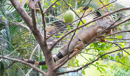 iguana also known as Green Iguana sitting on top of tree branches with leaves in a tropical country during early morning.の写真素材
