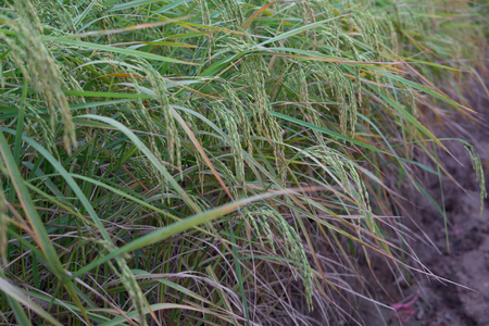 rice field golden paddyの写真素材