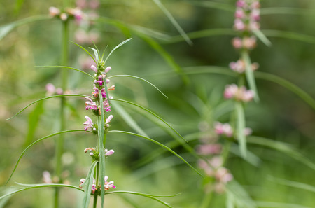 Herb Medicinal plants commonly called honeyweed or Siberian motherwort, Scientific name is Leonurus sibiricusの写真素材