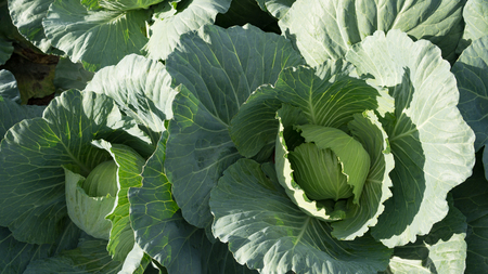 cabbage in the gardenの写真素材