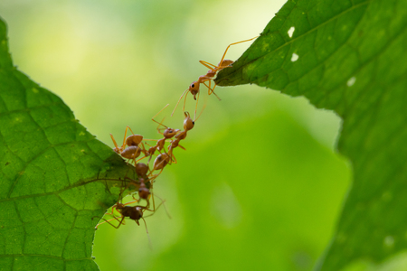 Ant action standing.Ant bridge unity teamの写真素材