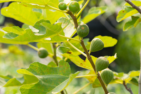 Fig tree. Green fig fruits on tree branch.の写真素材