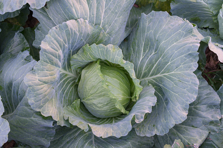 cabbage in the gardenの写真素材