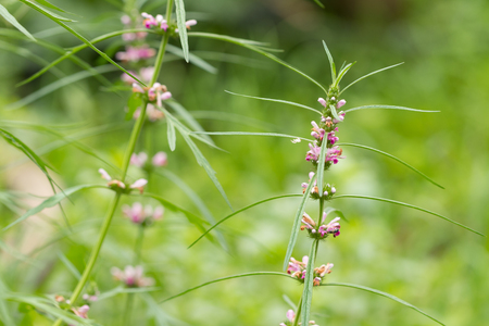 Herb Medicinal plants commonly called honeyweed or Siberian motherwort, Scientific name is Leonurus sibiricusの写真素材