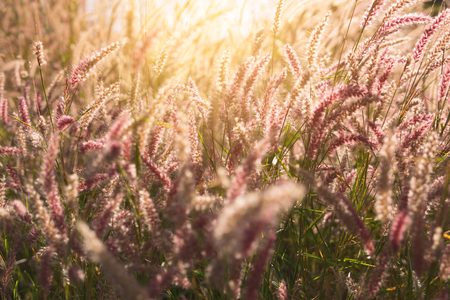 Wild field of grass on sunset, soft sun rays, warm toning,の写真素材