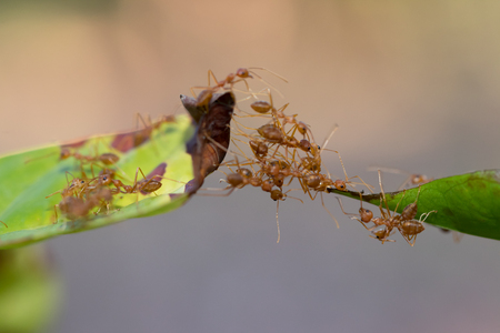 Ant action standing.Ant bridge unity teamの写真素材