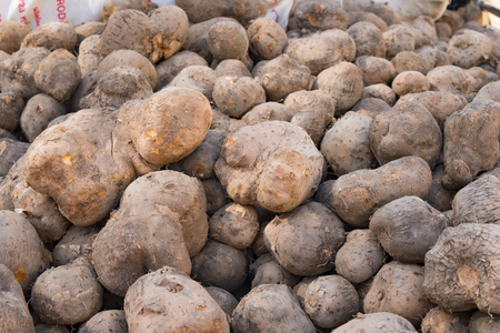 Yam or Kachil ('Dioscorea alata')の写真素材