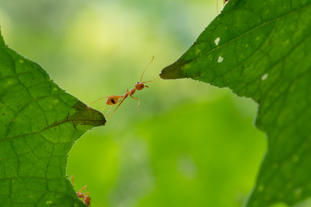 Ant action standing.Ant bridge unity teamの写真素材