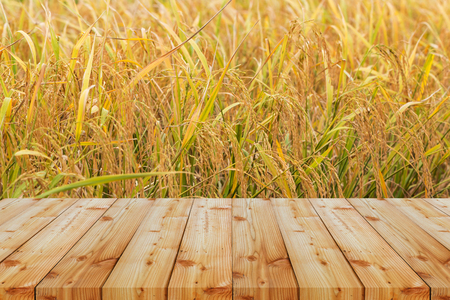 rice field golden paddyの写真素材