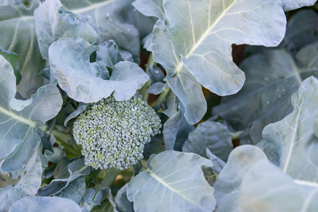 nature broccoli buds to be harvestedの写真素材