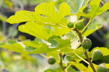 Fig tree. Green fig fruits on tree branch.の写真素材