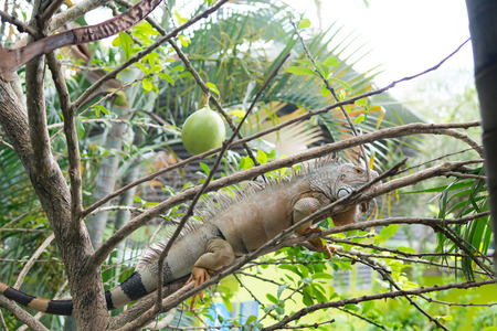iguana also known as Green Iguana sitting on top of tree branches with leaves in a tropical country during early morning.の写真素材