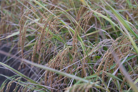 rice field golden paddyの写真素材