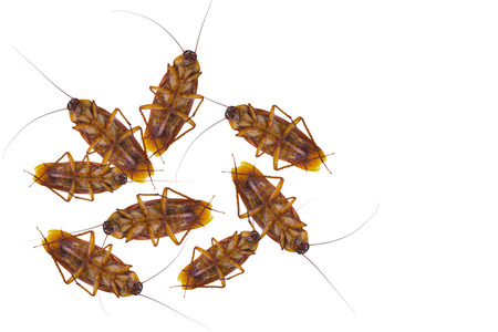 Cockroaches isolate on white background.Cockroaches as carriers of disease.の写真素材