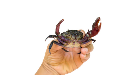 Hand holds freshwater crab or rice field crab (Somanniathelphusa) isolate on white with clipping...