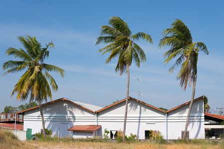 Tropical coconut tree palms bending by wind over the roofs of  houses on a blue sky backgroundの写真素材