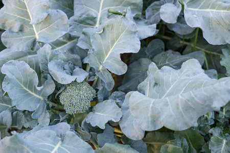 nature broccoli buds to be harvestedの写真素材