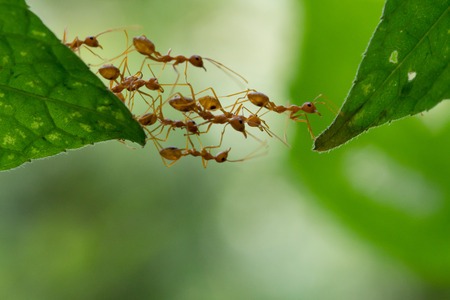 Ant action standing.Ant bridge unity teamの写真素材