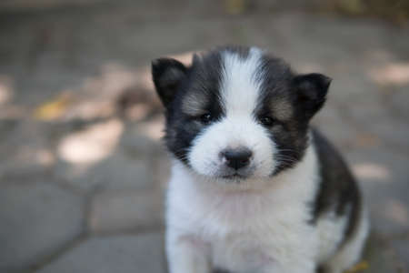 Cute Seven-week old puppy dog, Thai Bangkaew puppy dogの写真素材