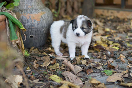 Cute Seven-week old puppy dog, Thai Bangkaew puppy dogの写真素材
