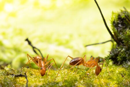 Anoplolepis gracilipes, yellow crazy ants, on mos plant,Concept for natural background