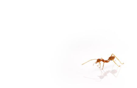 Ant action standing.Ants Work together isolate on white backgroundの写真素材