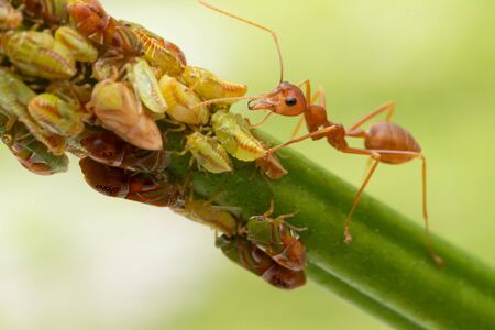 Ants and leafhopper on green tree over natural background concept for  pesticdes or pest control in agriculture gardenの写真素材