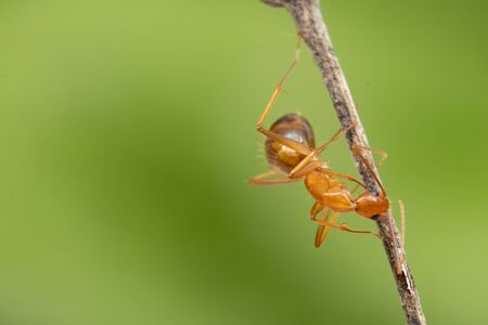 Ant action standing.Ant working on branch dry wood,macro photography for natural backgroundの写真素材