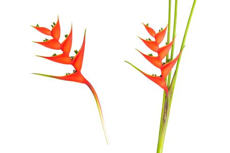 Heliconia bihai flower (Red palulu), Tropical flowers isolated on white background,の写真素材