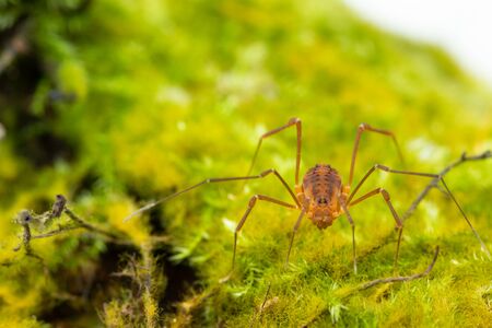 Macro close up of Harvestmen (harvester, daddy long leg) spider.の写真素材