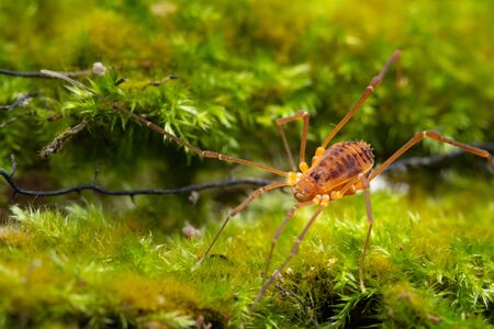 Macro close up of Harvestmen (harvester, daddy long leg) spider.の写真素材