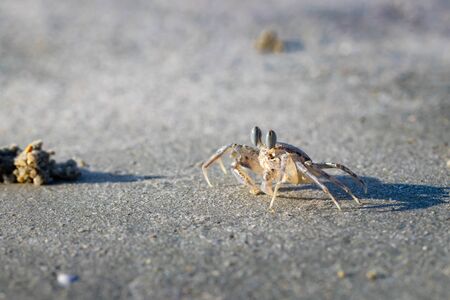 Ghost Crab (Ocypode quadrata) on a Sandy Beachの写真素材
