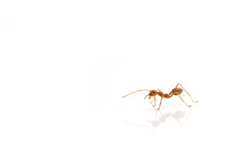 Ant action standing.Ants Work together isolate on white backgroundの写真素材