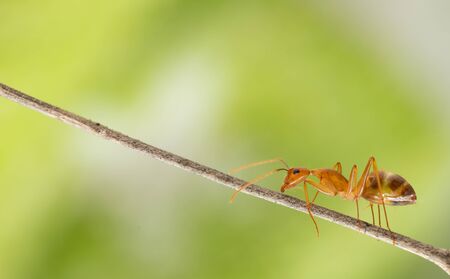 Ant action standing.Ant working on branch dry wood,macro photography for natural backgroundの写真素材