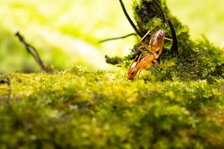 Anoplolepis gracilipes, yellow crazy ants, on mos plant,Concept for natural backgroundの写真素材