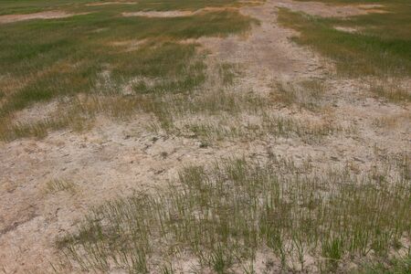 Dead crab on drought Pod,dry and cracked ground. Desert with rice field,Global warming backgroundの写真素材
