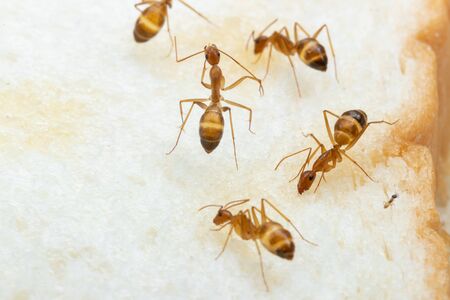 Anoplolepis gracilipes, yellow crazy ants, on 
Sliced ââbread,Concept for pest control and contaminate  foodの写真素材