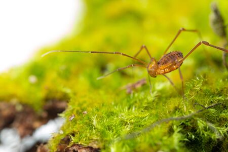 Macro close up of Harvestmen (harvester, daddy long leg) spider.の写真素材