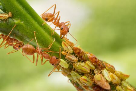 Ants and leafhopper on green tree over natural background concept for  pesticdes or pest control in agriculture gardenの写真素材