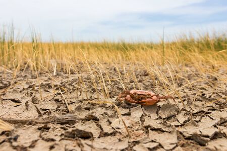 Dead crab on drought Pod,dry and cracked ground. Desert with rice field,Global warming backgroundの写真素材