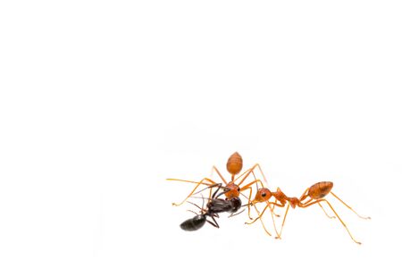 Ant action standing.Ants Work together isolate on white backgroundの写真素材