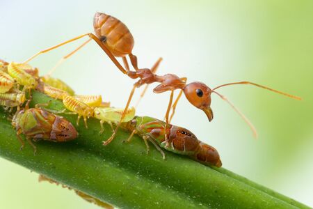 Ants and leafhopper on green tree over natural background concept for  pesticdes or pest control in agriculture gardenの写真素材
