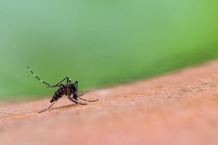 Aedes aegypti Mosquito. Close up a Mosquito sucking human blood,の写真素材