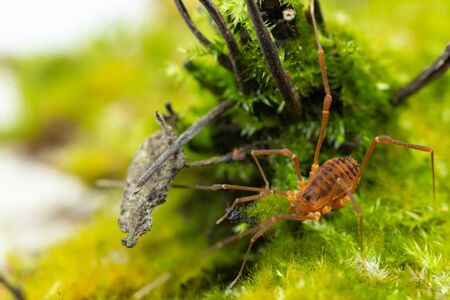 Macro close up of Harvestmen (harvester, daddy long leg) spider.の写真素材
