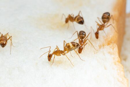 Anoplolepis gracilipes, yellow crazy ants, on 
Sliced ââbread,Concept for pest control and contaminate  foodの写真素材