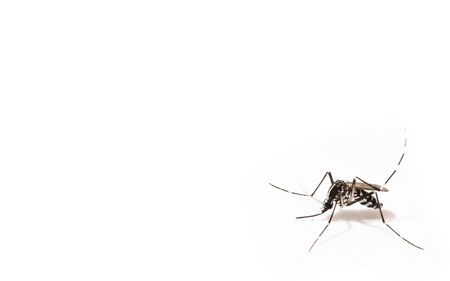 Aedes albopictus mosquito sucking blood on skin,Macro close up isolate on white backgroundの写真素材