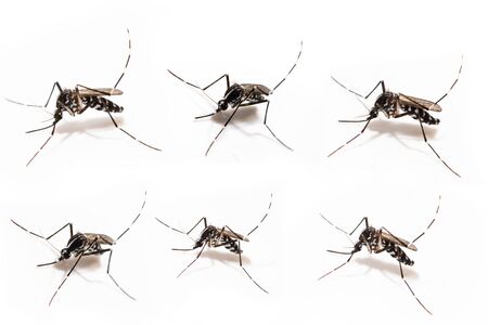 Aedes albopictus mosquito sucking blood on skin,Macro close up isolate on white backgroundの写真素材