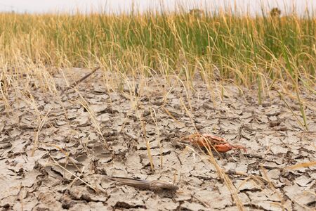 Dead crab on drought Pod,dry and cracked ground. Desert with rice field,Global warming backgroundの写真素材