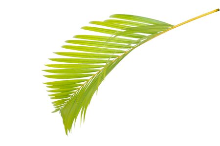 Yellow palm leaves (Dypsis lutescens) or Golden cane palm, Areca palm leaves, Tropical foliage isolated on white background with clipping pathの写真素材